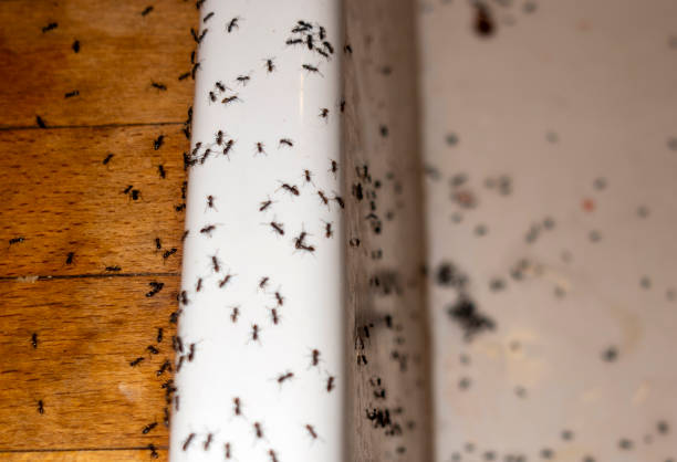 Best Mosquito Control Services  in Helena, OK