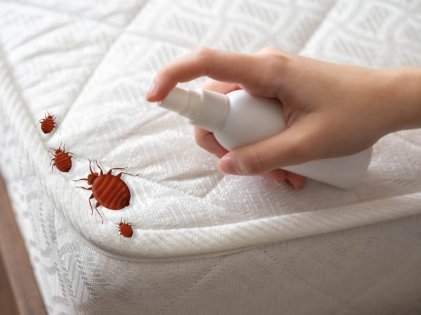 Best Termite Control Services  in Helena, OK