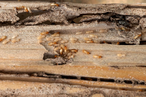 Best Pest Control for Restaurants  in Helena, OK